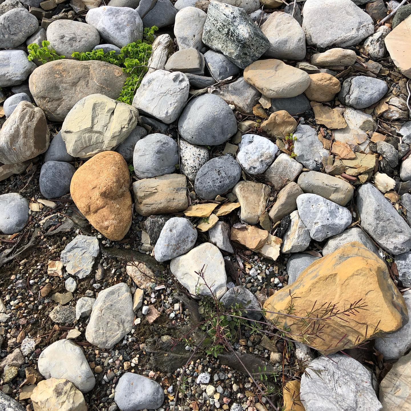 small rocks with weeds laying in the dirt
