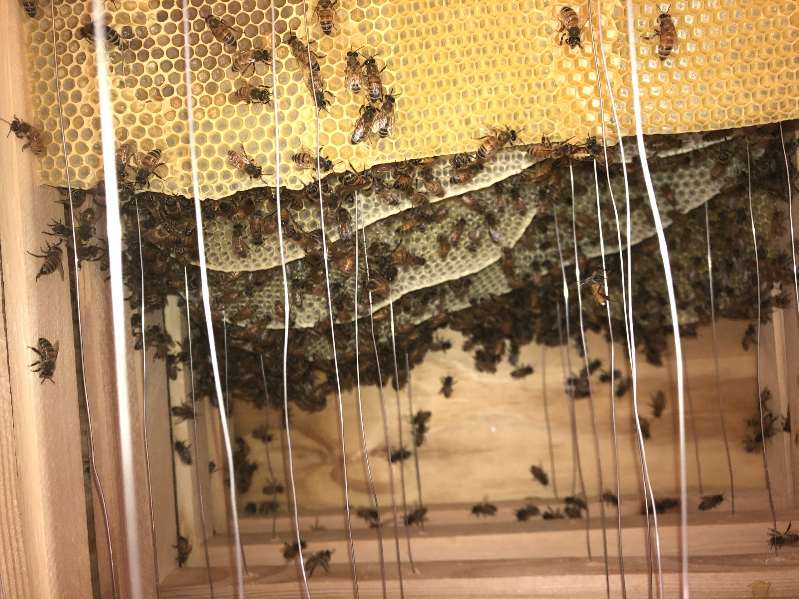 inside a bee hive